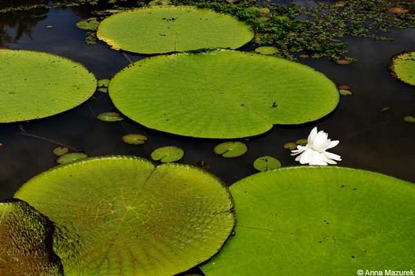 Exploring Iquitos: My Amazon Adventure Awaits