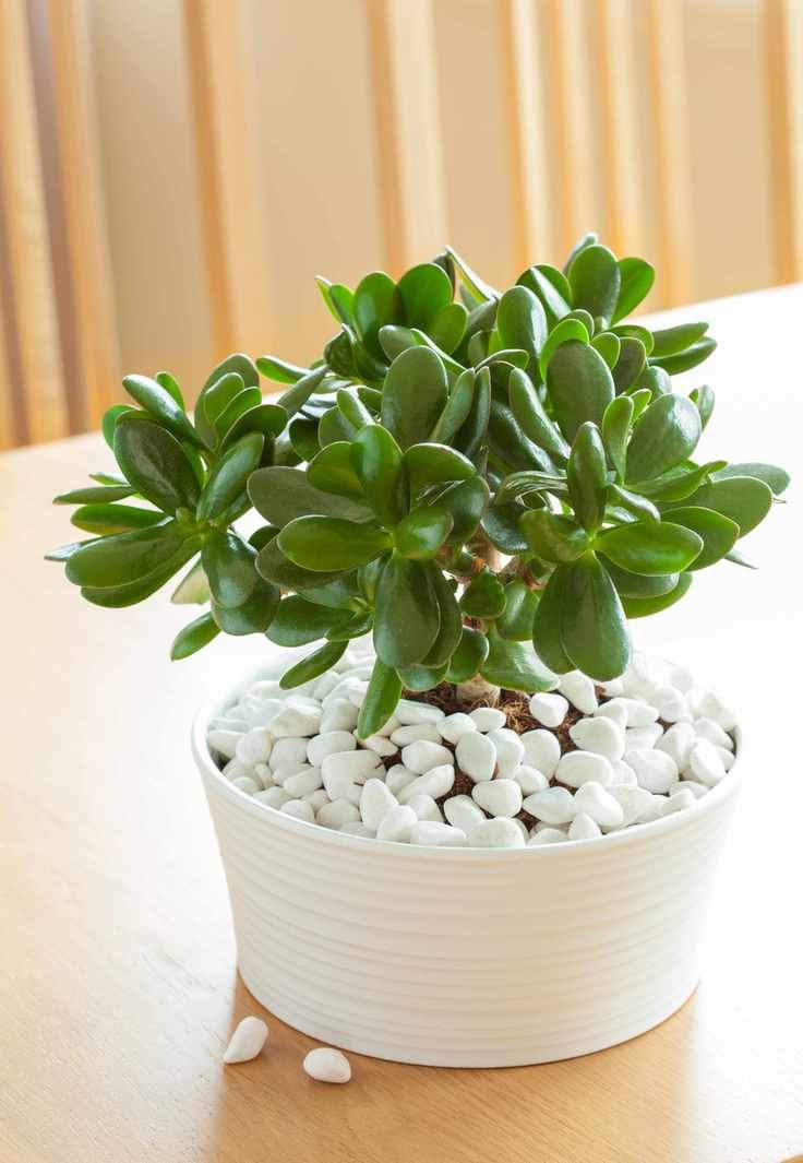 Money plant/Crassula ovata
