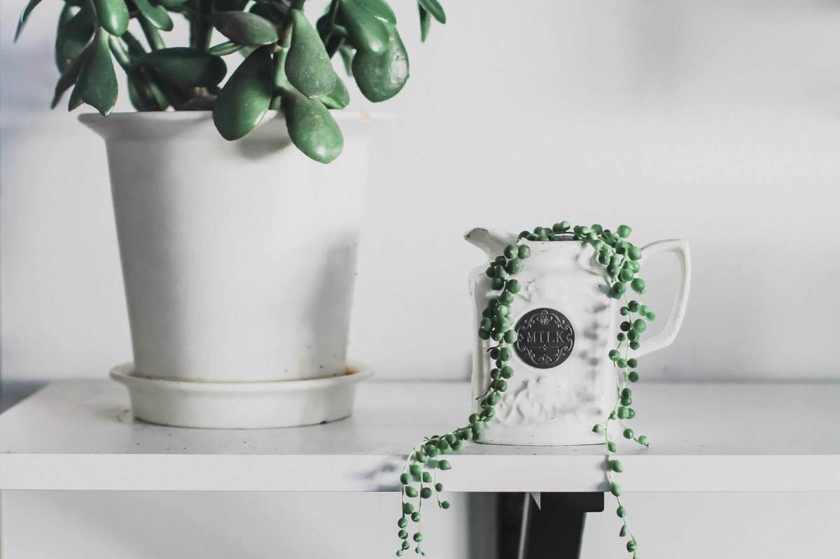 Instagrammed house plants - Chinese money tree