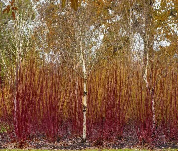 Coppicing Trees and Shrubs: 5 Varieties That Thrive with This Technique