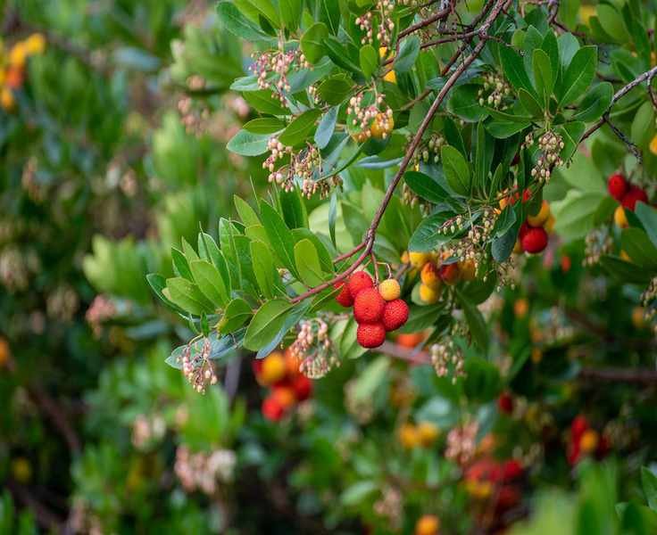 Ripe colorful fruits and flowers of Arbutus unedo, strawberry tree