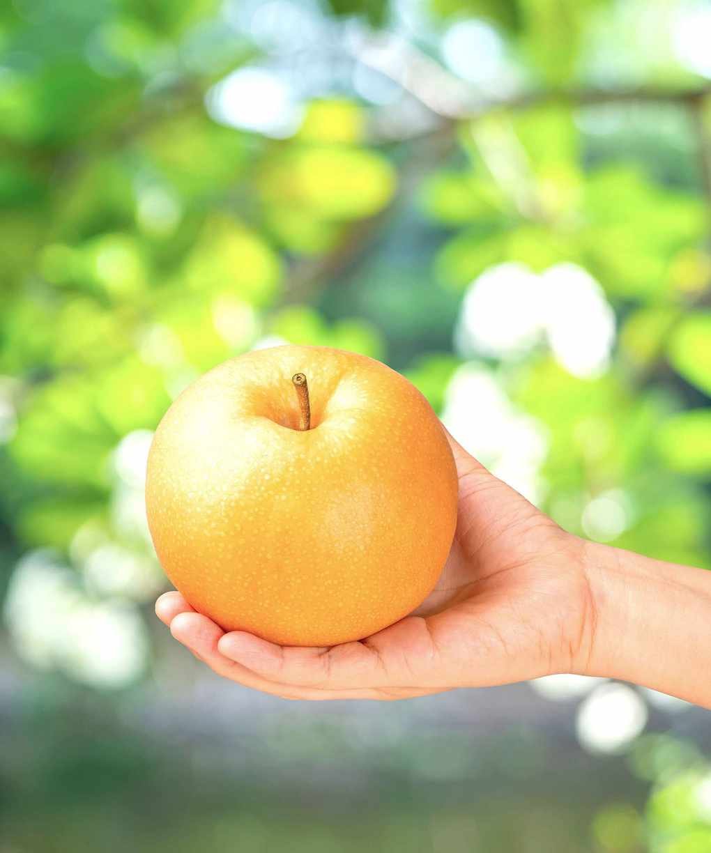 asian pears freshly harvested at the peak of flavor