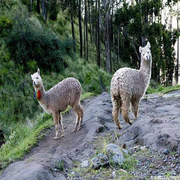 Alpacas in Peru