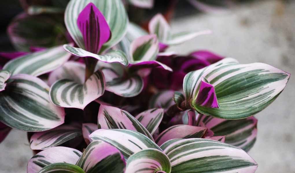 Growing Tradescantia: Your Guide to This Colorful Indoor Plant