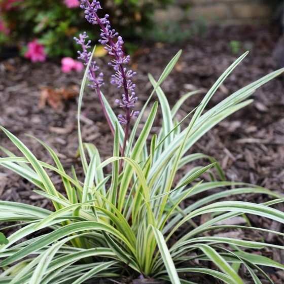 Liriope muscari with variegated foliage