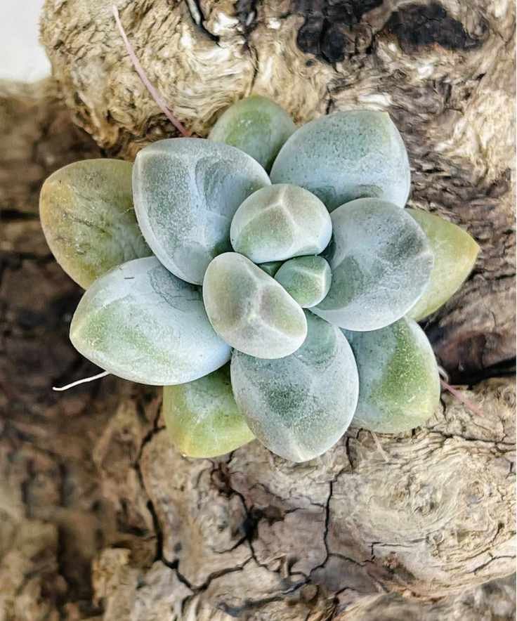 Pachyphytum