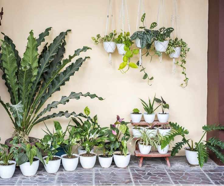 Houseplants outdoors
