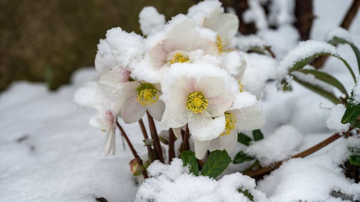 8 Frost-Resistant Perennials Perfect for Northern Gardens