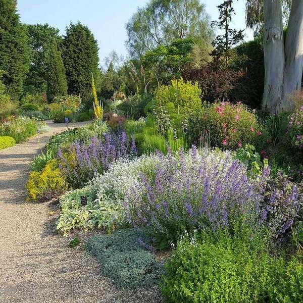 Gravel path adorned with white and purple plants
