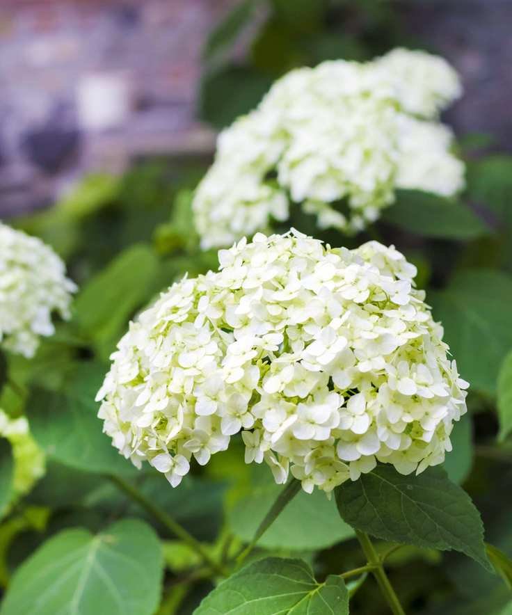White blooms of Annabelle hydrangeas