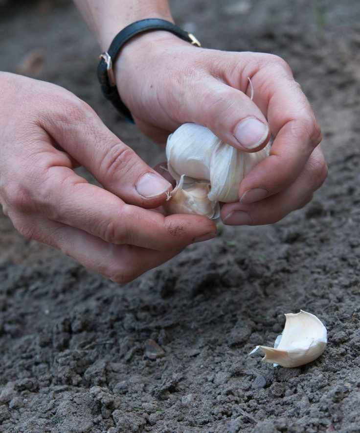Garlic being planted in the soil