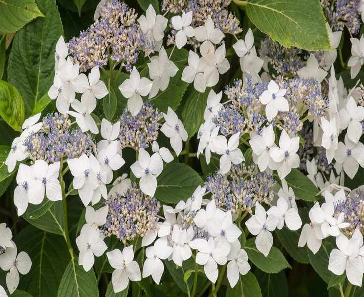 Top Hydrangea Varieties: 15 Stunning Flowering Shrubs to Consider