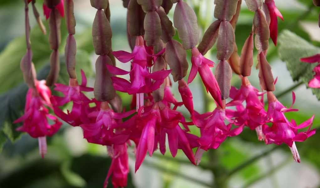 June Care Tips for Your Christmas Cactus to Bloom This Winter