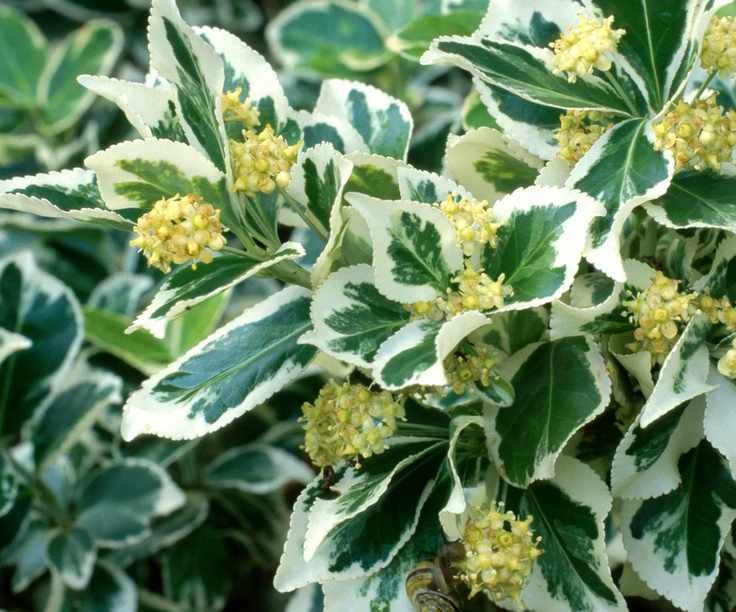 Euonymus fortunei 'Silver Queen' in summer