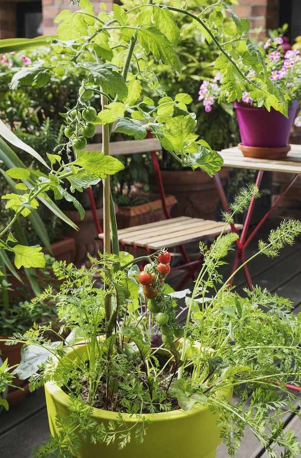 carrots growing in a pot on a terrace