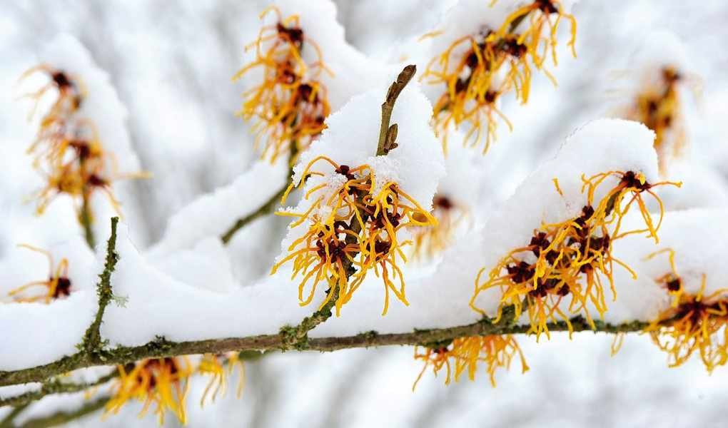 7 Winter-Resilient Plants That Shine Through the Cold Months