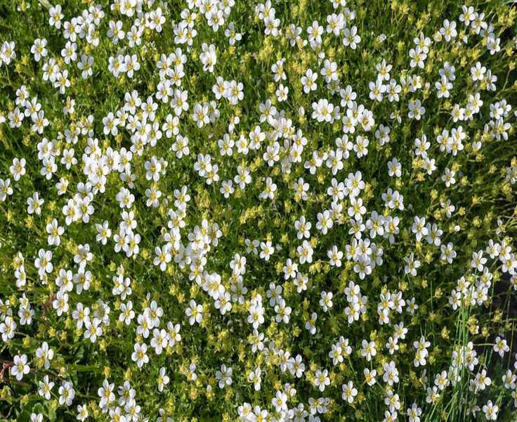 Switch to a Low-Maintenance Irish Moss Lawn This April