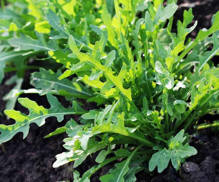 Arugula