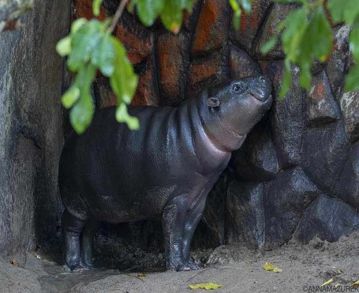 Discover Moo Deng: The Adorable Baby Hippo in Thailand
