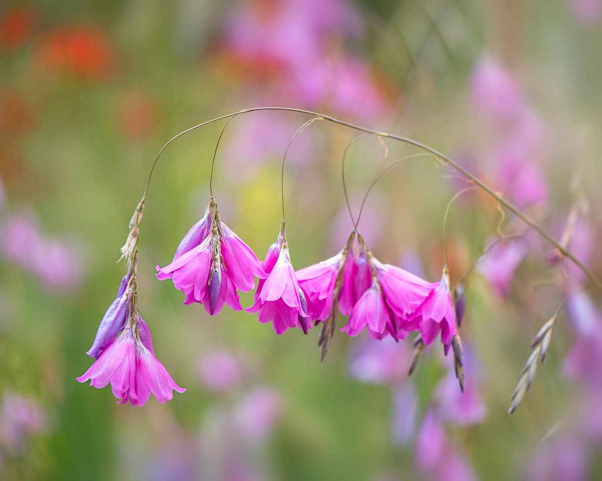 drought tolerant planting dierama