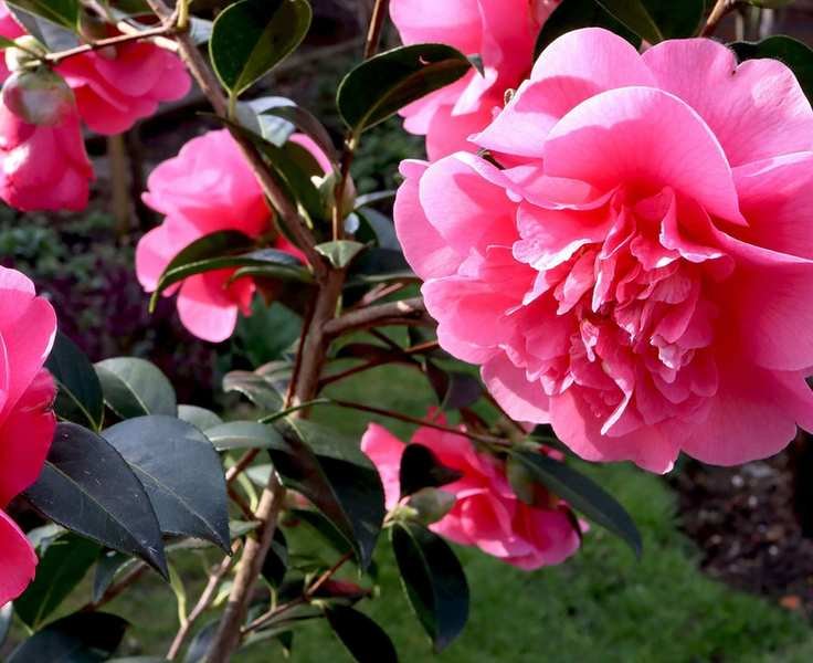 Growing Camellias for Vibrant and Eye-Catching Blooms
