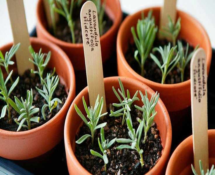 Propagating Herbs: Simple Techniques to Expand Your Garden