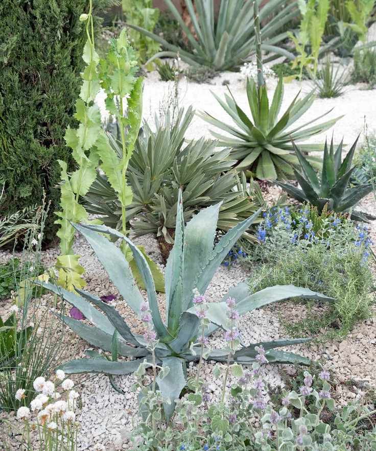 drought resistant planting