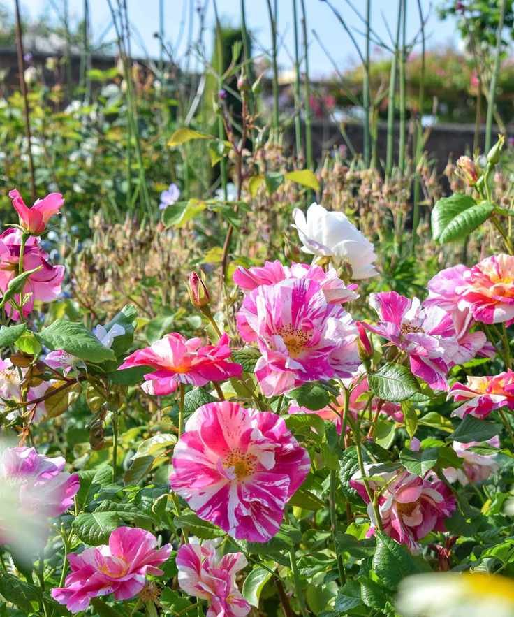 The King's Rose - a fuchsia and white striped shrub rose