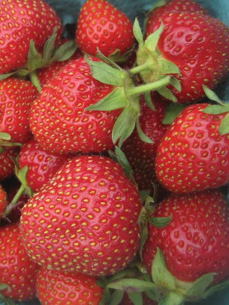 Strawberry, Jewel