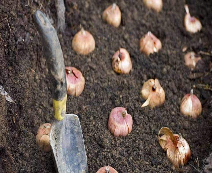 Avoid Planting Bulbs Too Deep for Stunning Spring Flowers