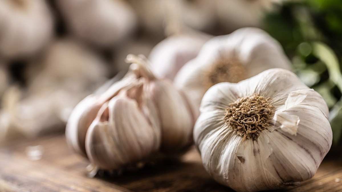 Best Garlic Varieties for Spring Planting – 6 Top Picks