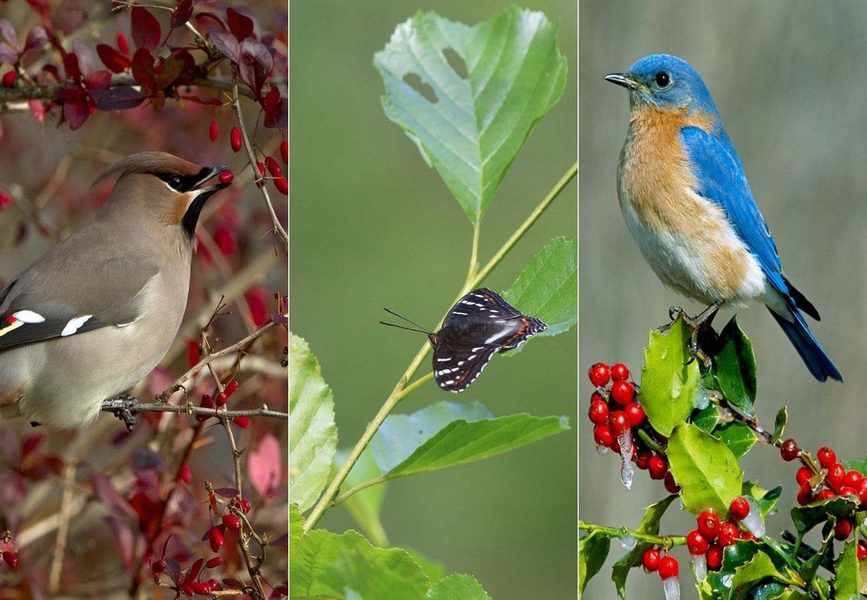 Top Hedges for Wildlife – 6 Varieties Providing Shelter and Food