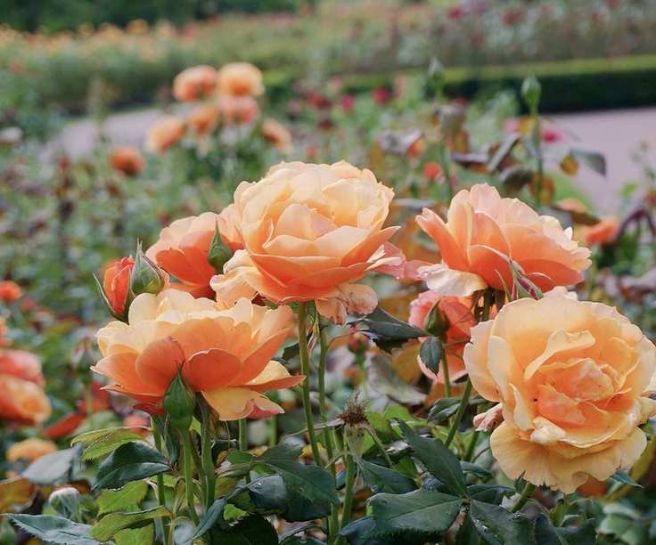 Rose blooms