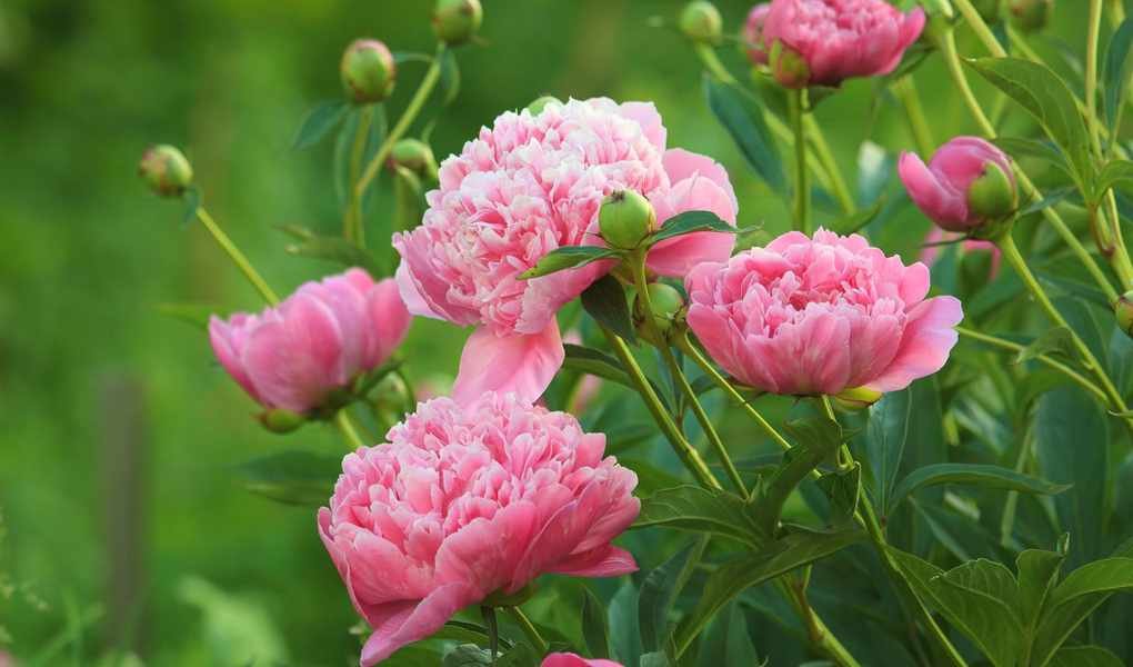 Fertilizing Peonies for Stunning Blooms: Timing and Techniques