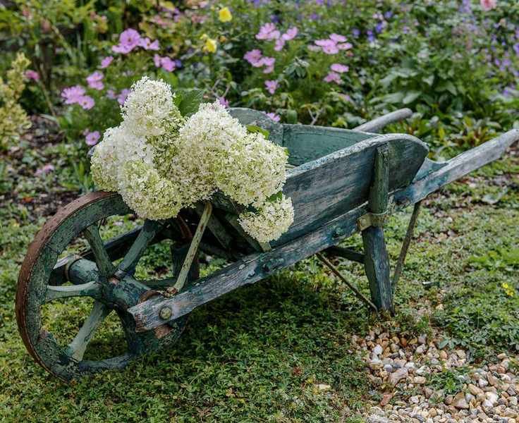 How to grow hydrangeas