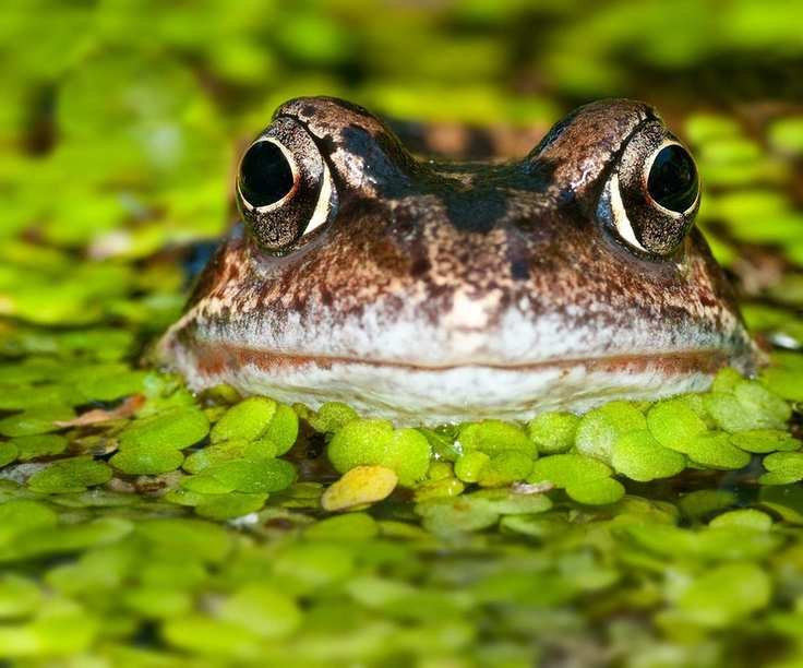 Frog in a pond looking into the camera