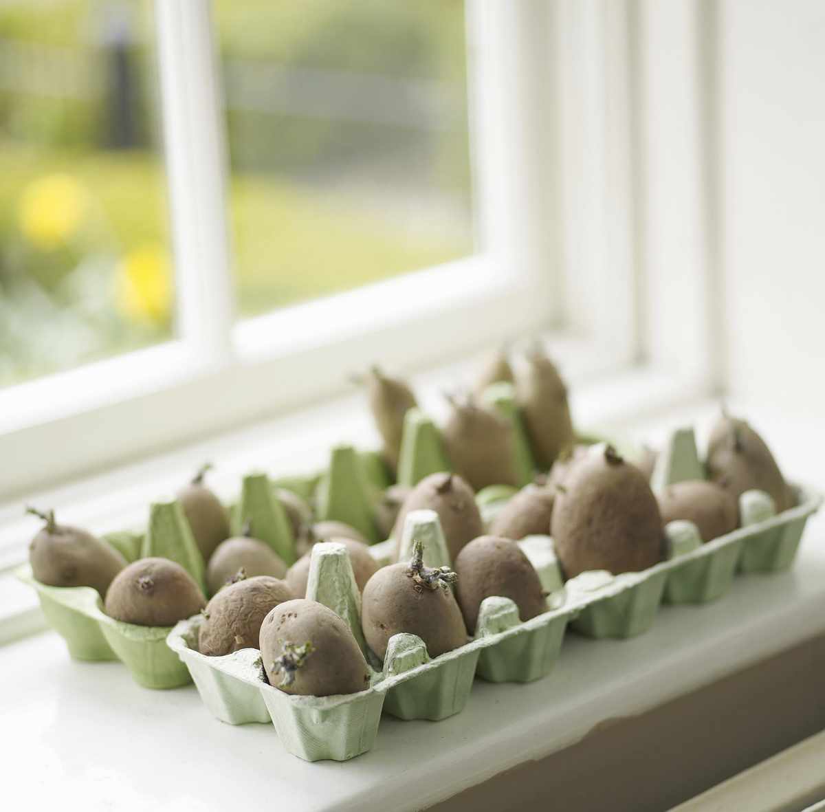 potatoes chitting on windowsill