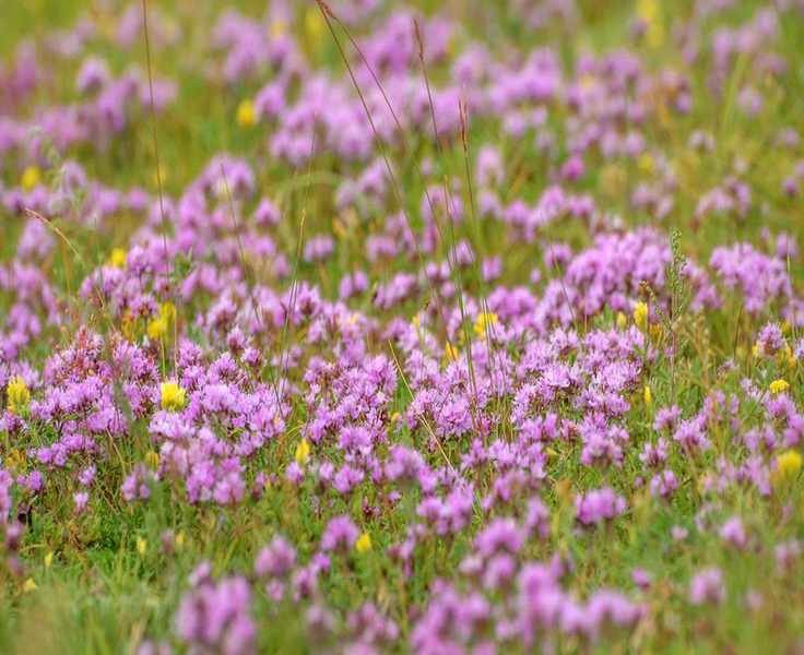 5 Quick-Growing Tiny Flowers to Brighten Your Garden Instantly