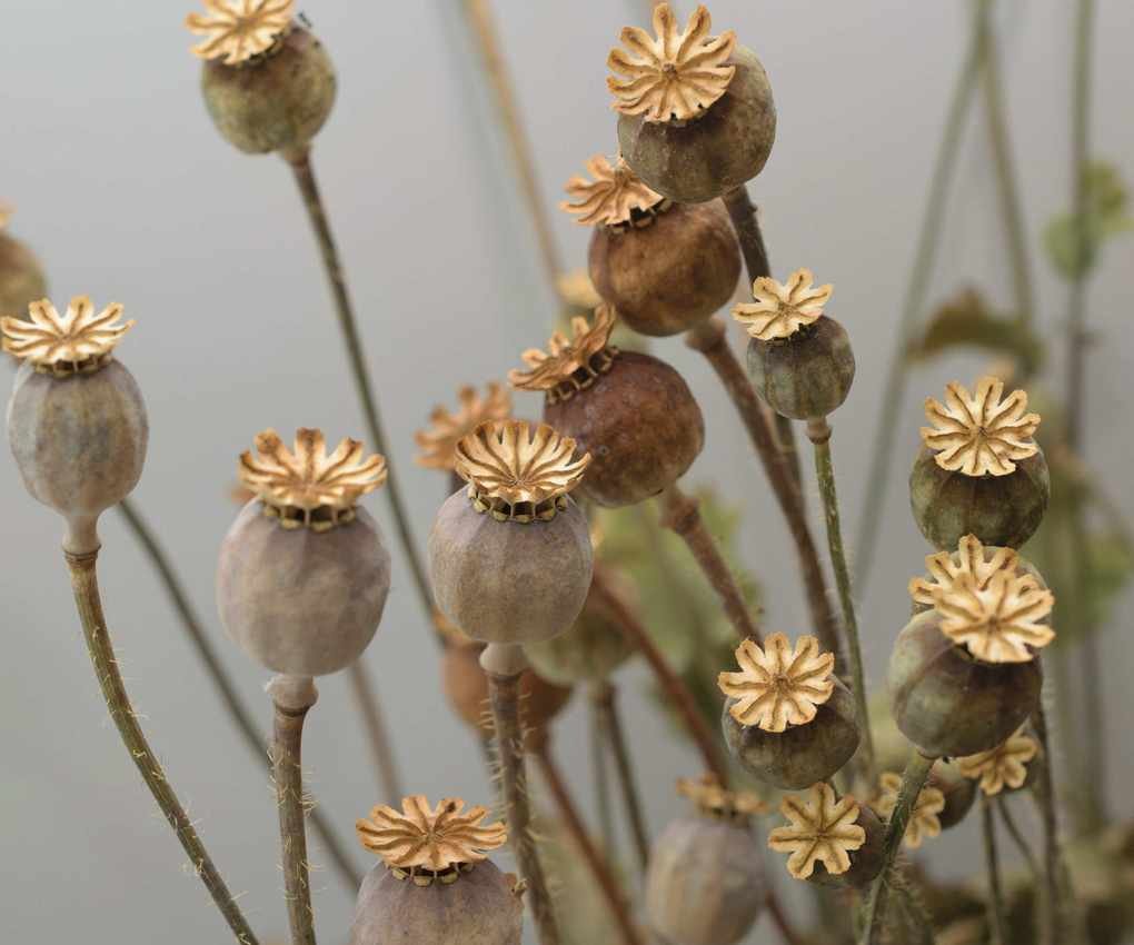 close up of dried poppy heads