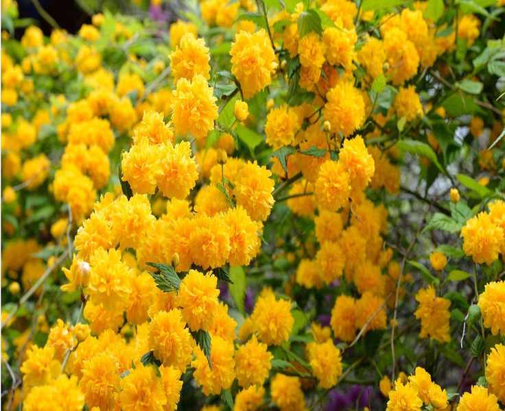 12 Spring-Flowering Shrubs to Bring Color to Your Yard