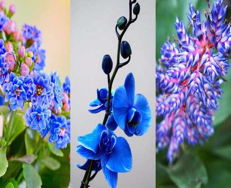 Top Blue Houseplants for a Serene Indoor Oasis