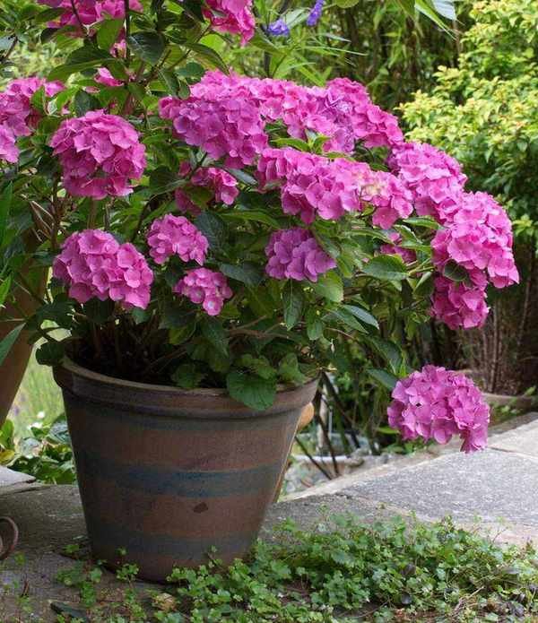 pink hydrangea growing in a pot