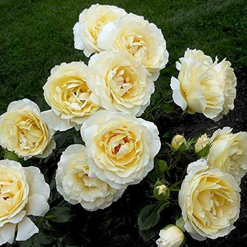 Heirloom Roses English Rose Plant - Irish Hope Live Yellow Rose Bush