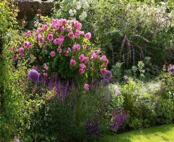 Gardening tips for bare root roses