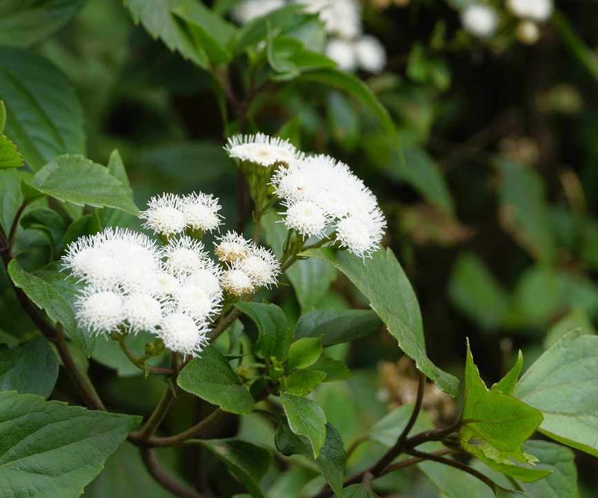 Snakeroot plant