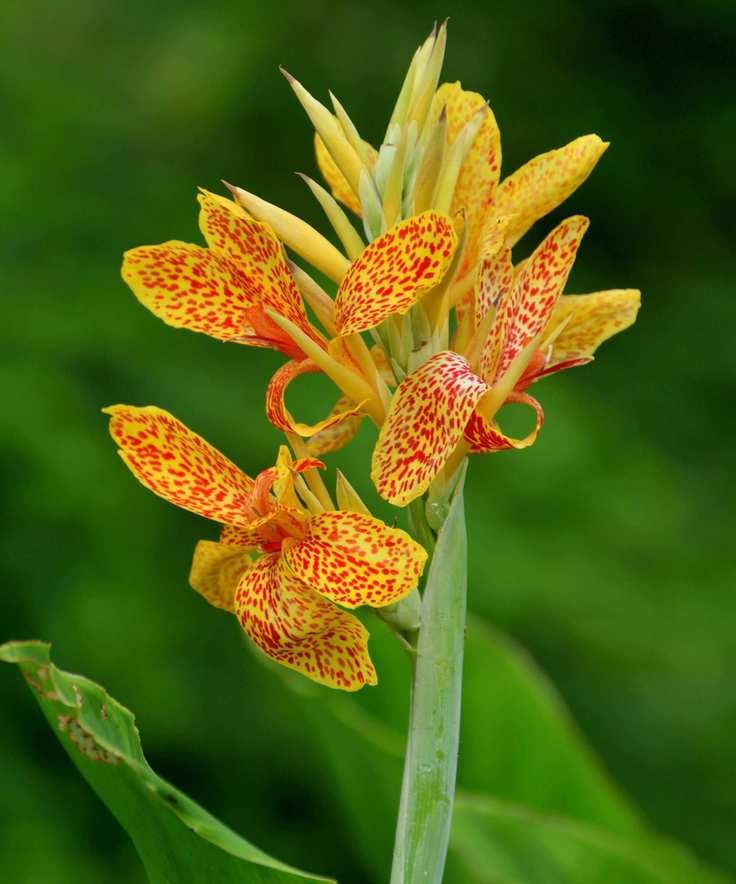 Yellow canna lily