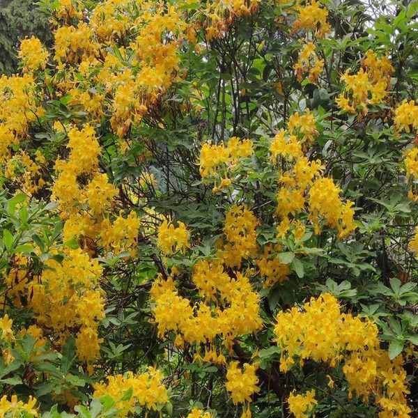 Yellow azalea in bloom in a wooded garden
