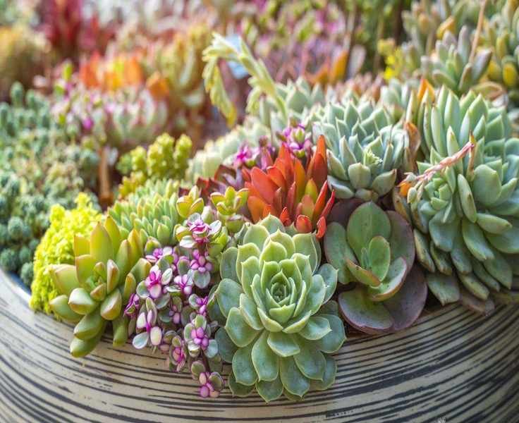 Top Indoor Succulents: 11 Varieties to Enliven Your Space