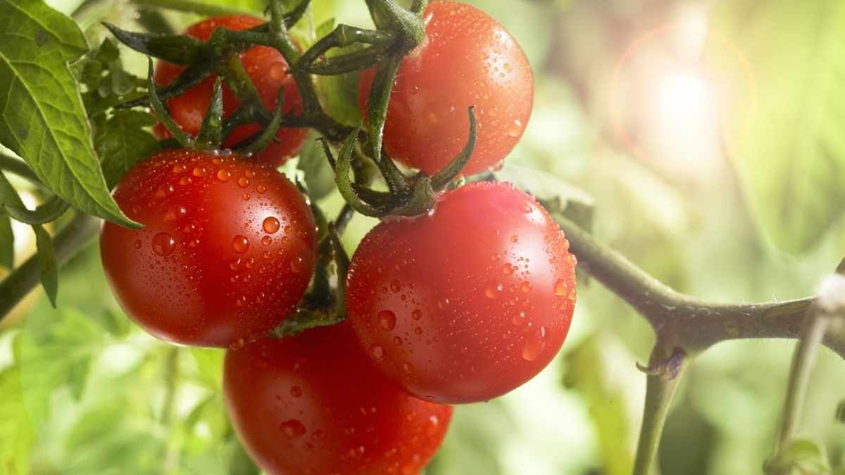 Growing Tomatoes in Pots: Essential Tips for Your Container Garden