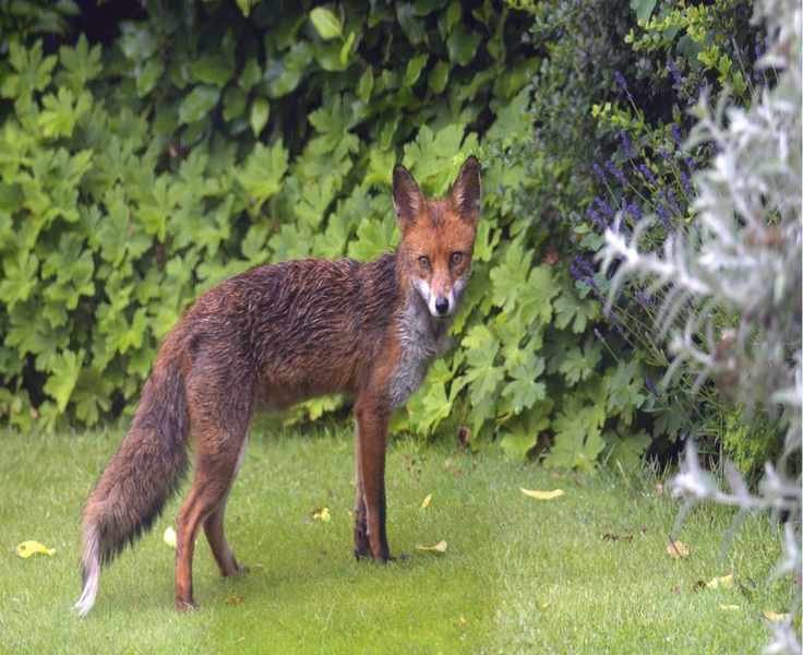 Effective Strategies to Prevent Foxes from Digging Up Your Bulbs